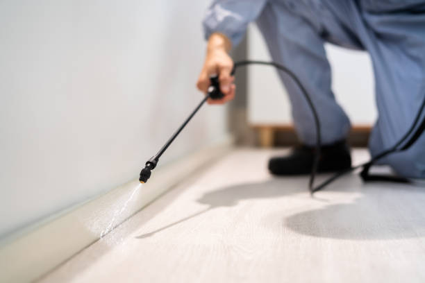 Licensed Wasp Control service in White House Station, NJ - Nex Pest Control